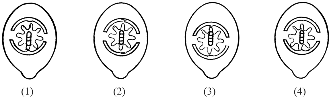 Four similar figures (1) to (4).